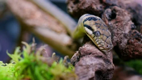 Coiled Up Snake Stock Videos – Royalty-Free HD & 4K Videos | Page 4