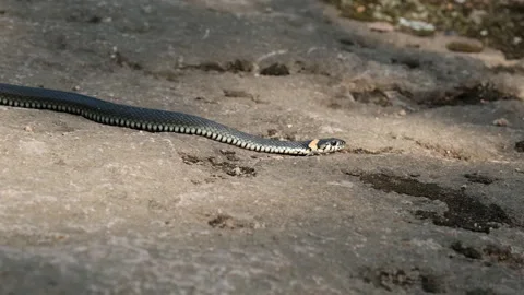 Slow motion of the snake crawls on the rocks in search of prey. Stock Footage 149363013