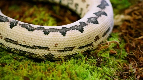 Slow motion of a snake moving through moss, capturing its intricate pattern and Stock Footage 309087106