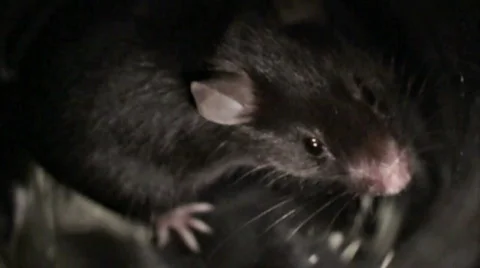 Slow motion of sniffing mouse Stock Footage 88803