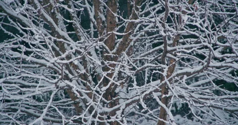 Slow motion snow accumulation covered bare tree tilt up 스톡 동영상 258382989