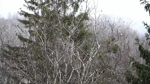 Slow motion of snow on the background of treetops Stock Footage 124622551