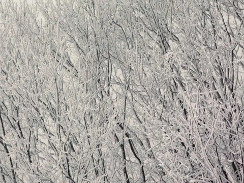 Slow motion snow branches 2k Stock Footage 83081254
