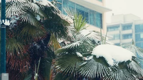 Slow Motion Snow-Covered Palm Trees with City Building at the Background Stock Footage 296284564