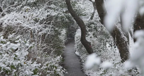 Slow motion snow covered pine trees and path in Japan Video stock 348213089