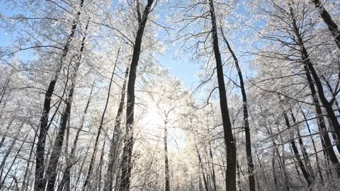 Slow motion snow dust falling from frozen trees in winter forest Stock Footage 329227161