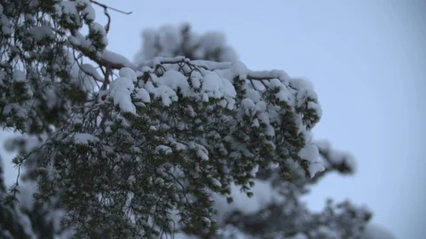 Slow motion snow on evergreen tree branch in winter forest 库存影片 123003042