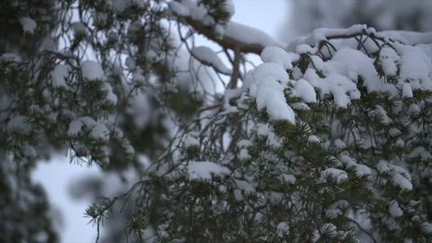 Slow motion snow on evergreen tree branch in winter forest 库存影片 123007211
