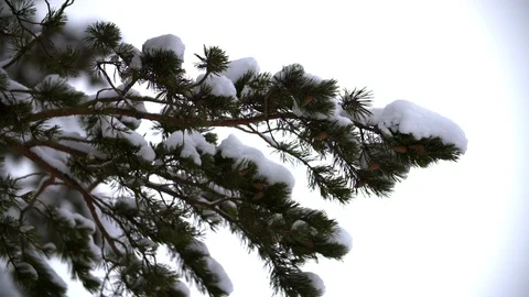 Slow motion snow on evergreen tree branch in winter forest 库存影片 123049284