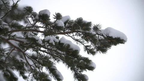 Slow motion snow on evergreen tree branch in winter forest Stock Footage 123049288