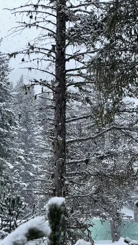 Slow motion of snow fall in forest in ski resort by winter Stock Footage 334425799