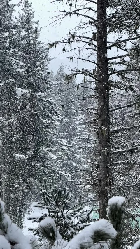 Slow motion of snow fall in forest in ski resort by winter Stock Footage 334425868