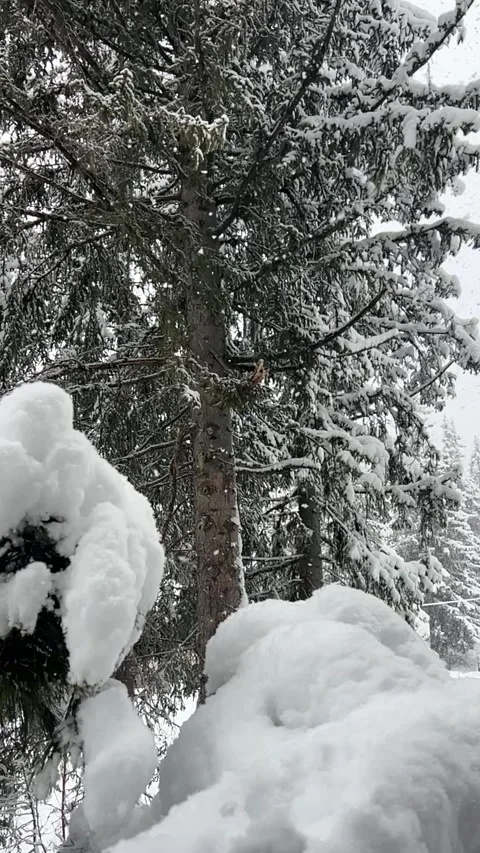 Slow motion of snow fall in forest in ski resort by winter Vídeo Stock 334427286