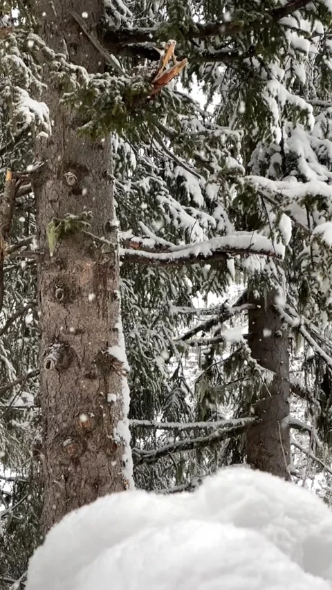 Slow motion of snow fall in forest in ski resort by winter Stock Footage 334427353