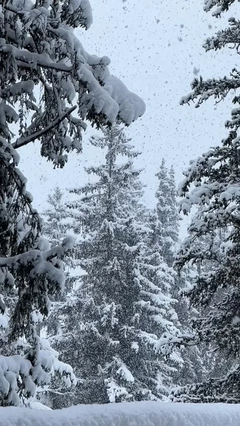 Slow motion of snow fall in forest in ski resort by winter Stock Footage 334427354