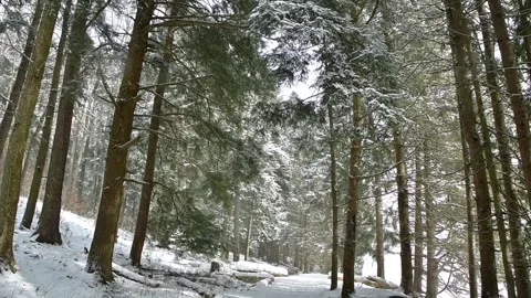 Slow motion snow fall video in pine woodland hiking trail, cold weather Stock Footage 262001503