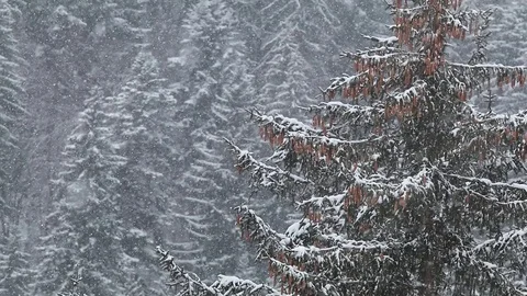 Slow motion snow fall in the woods Stock Footage 85701166