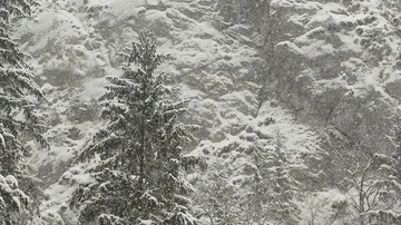 Slow motion snow fall in the woods Stock Footage 85701192