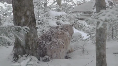 A slow motion of the snow falling and lynx resting in the Bavarian Forest Stock Footage 127545737