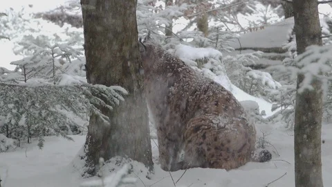 A slow motion of the snow falling and lynx resting in the Bavarian Forest Stock Footage 127545935