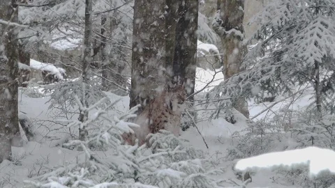 A slow motion of the snow falling and lynx resting in the Bavarian Forest 库存影片 127546066