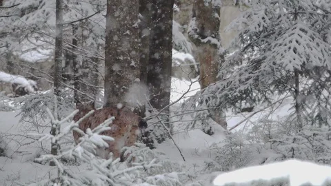 A slow motion of the snow falling and lynx resting in the Bavarian Forest Stock Footage 127546180