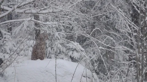 A slow motion of the snow falling and lynx resting in the Bavarian Forest Stock Footage 127546337