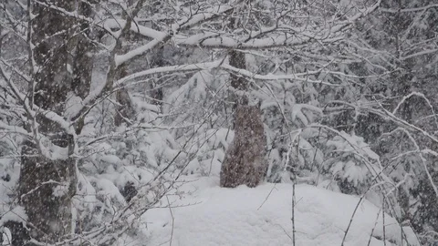 A slow motion of the snow falling and lynx resting in the Bavarian Forest 库存影片 127546404
