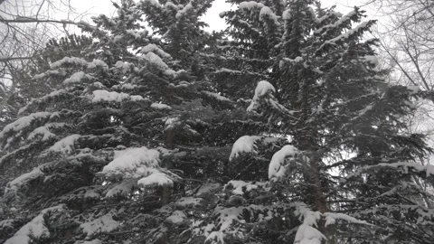 Slow motion of Snow falling around pine trees in Colorado Stock Footage 273117750