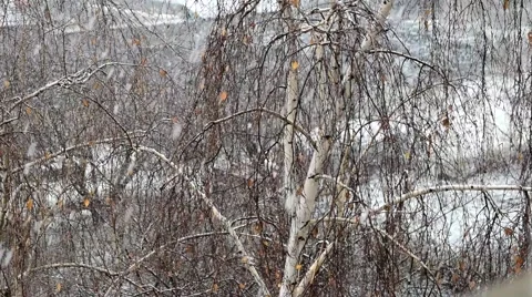 Slow motion of snow falling on background of birch Stock Footage 68749321