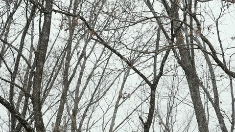 Slow Motion Snow Falling on Bare Trees in a Winter Forest Stock Footage 85606422