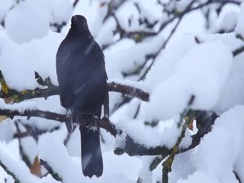 Slow motion of snow falling on a blackbird resting in a tree Stock Footage 69339769