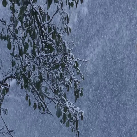 Slow motion of snow falling on a branch with green leaves, onset of winter Stock Footage 69339998