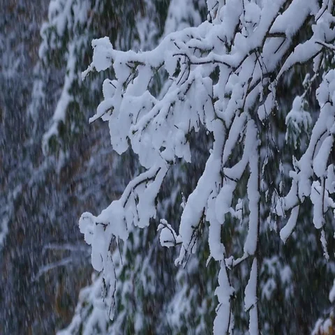 Slow motion of snow falling on branches covered with snow Stock Footage 69339501