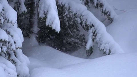 Slow motion of snow falling on branches of a fir Stock Footage 74691935