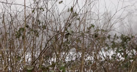 Slow motion snow falling, bush bramble background Stock Footage 148609498