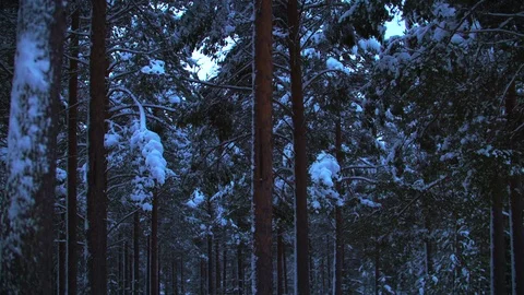Slow motion snow falling off evergreen fir trees in winter forest  库存影片 122995701
