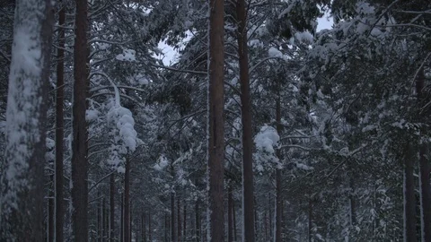 Slow motion snow falling off evergreen fir trees in winter forest  Stock Footage 122999126