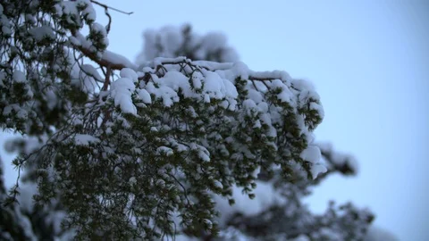 Slow motion snow falling off evergreen fir trees in winter forest  Stock Footage 123003567