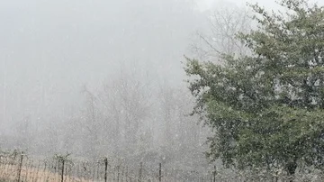 Slow Motion Snow Falling on a Fir Tree in a Beautiful Winter Holiday Scene Stock Footage 85606126