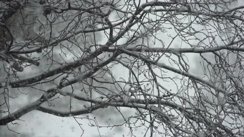 Slow motion snow falling focus pull through trees branches 240fps to 24 fs70 動画素材 220692658