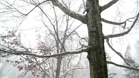 Slow Motion of Snow Falling Stock-Footage 35399852