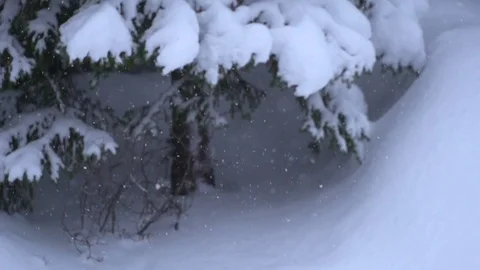Slow motion of snow falling in a forest, close Stock Footage 74691734