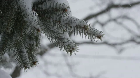 Slow motion snow falling in front of tree scene - forest in winter Stock Footage 60413138
