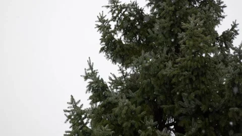 Slow motion snow falling in front of large pine tree Stock Footage 145195598