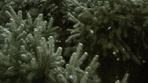 Slow motion snow falling in front of pine tree with negative space Stockbeeldmateriaal 148048495