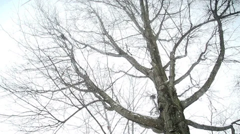 Slow Motion of Snow Falling - Lower Angle Video stock 35399916