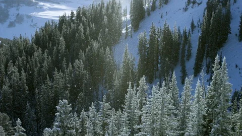 Slow motion snow falling over pine trees on the slopes of the Rocky Mountains Video stock 113265494