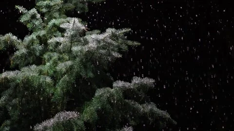 Slow Motion Snow Falling On Pine Tree At Night 스톡 동영상 345087056