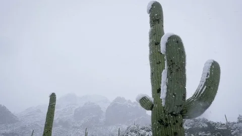 Slow Motion Snow Falling on a Saguaro Cactus Vidéo 105191324